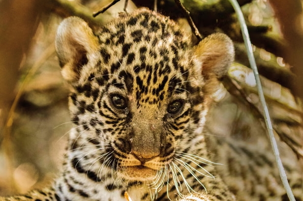 Los jaguares están en declive en Sudamérica; se estima que solo quedan 200 ejemplares en Argentina y menos de 20 en el Gran Chaco. Fotografía: Fundación Rewilding Argentina/AFP/Getty Images