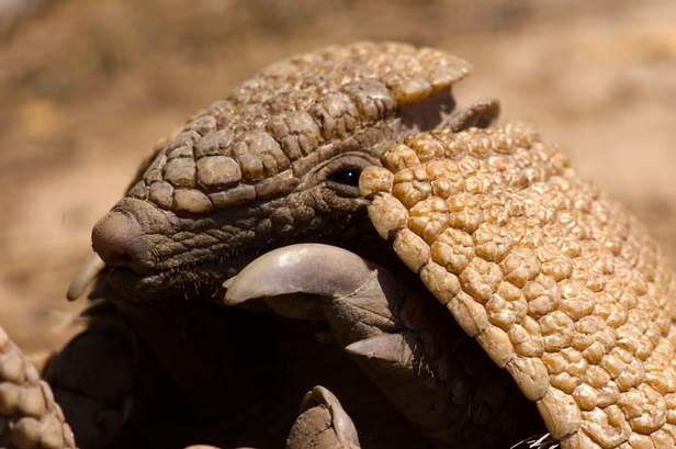 Los cambios en el ecosistema del bosque pueden tener importantes consecuencias para sus habitantes, como el armadillo gigante, un animal que se cree que se reproduce solo cada tres años. Fotografía: Alamy