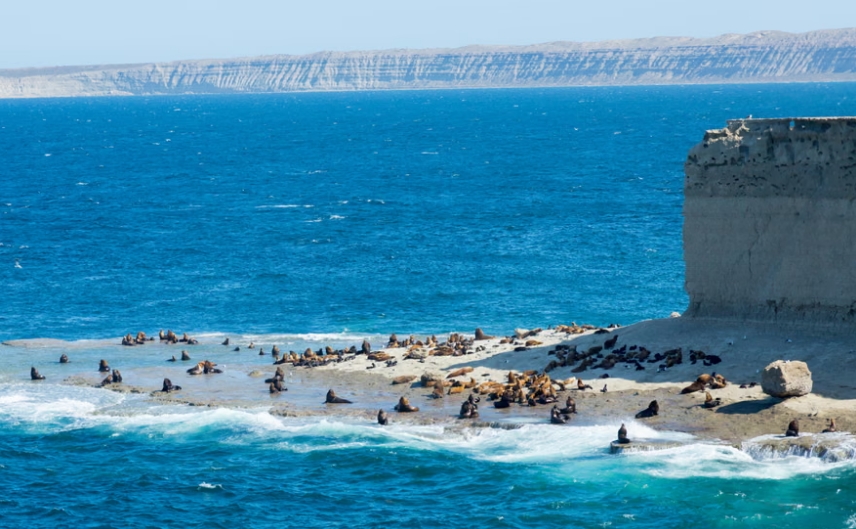 Colonias de leones marinos en la península de Valdés. Durante el verano, desde principios de diciembre, la colonia puede albergar a más de 2000 ejemplares. Fotografía: Iakov Filimonov/Alamy