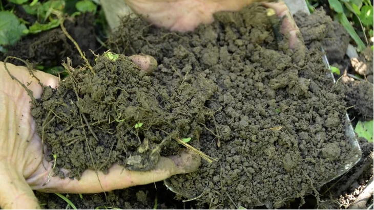La generosidad de un profesor marcó su vida. A sus 82, Merlo paga esa deuda enseñando en la UBA y promoviendo la "revolución biológica" en el campo. Estefania Petrella