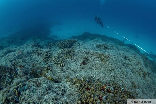 Formado por casi mil millones de pólipos idénticos, este organismo actúa como un solo ser vivo