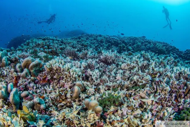 Con entre 300 y 500 años de antigüedad, ya estaba en el océano cuando Napoleón gobernaba Europa