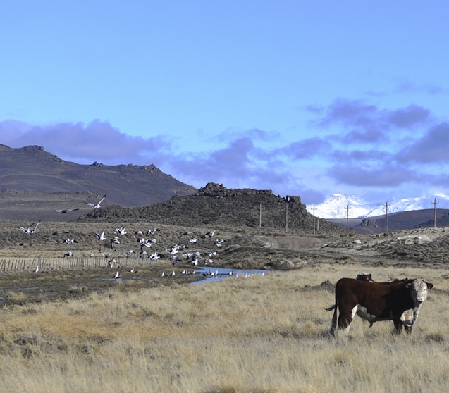Laguna a donde iban a parar los residuos de Pilcaniyeu, hasta la inauguración de la nueva planta de tratamiento