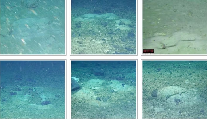 La búsqueda del Endurance llevó al hallazgo de una colonia de peces única bajo el hielo antártico, con miles de nidos y alto valor ecológico. (Russell B. Connelly et al./O Globo, GDA)