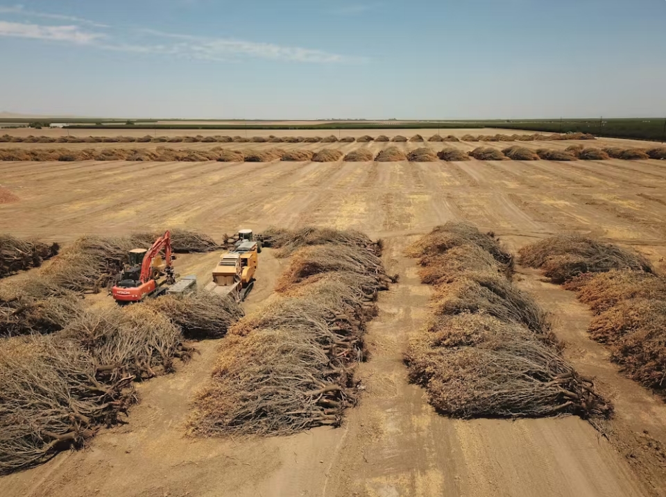 En California, una grave sequía y la escasez de agua obligaron a algunos agricultores en 2021 a retirar los cultivos que requieren mucho riego, incluidos los almendros. Robyn Beck/AFP vía Getty Images