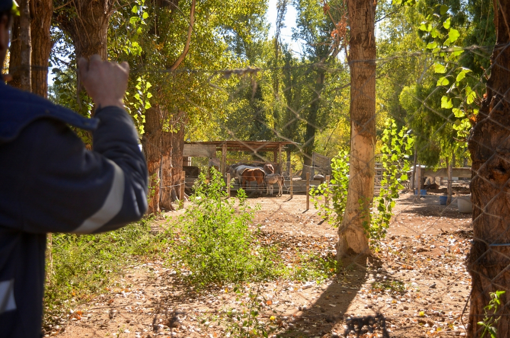 El hijo de Hugo Espinosa mirando a la yegua y a los dos potrillos secuestrados en sede de la policía la montada