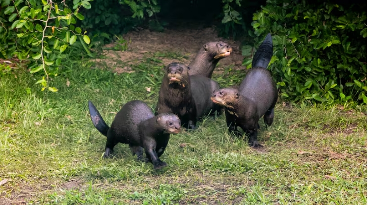 X @RewildingArg