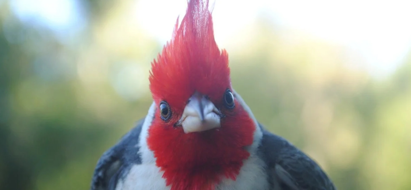 Cardenal (Paroaria coronata). Gentileza.