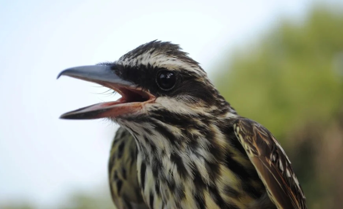 Benteveo rayado (Myiodynastes maculatus). Gentileza.