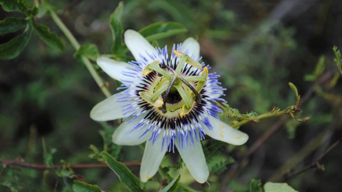 Mburucuyá o pasionaria (Passiflora caerulea – flor)