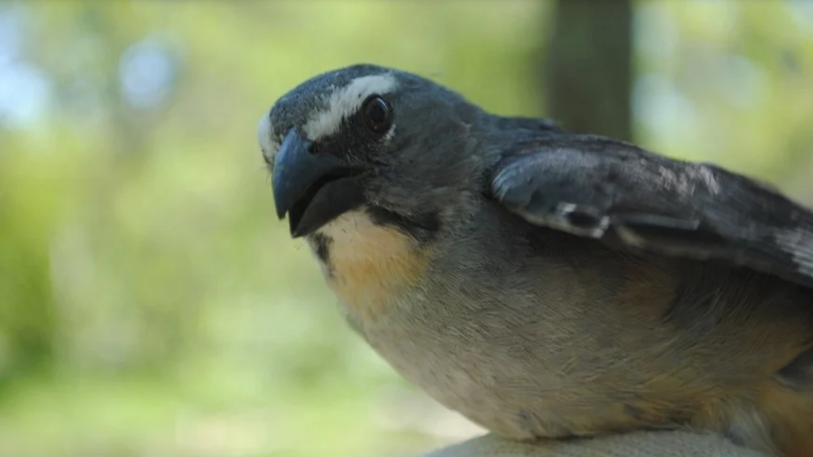 Pepitero gris - Saltator Coerulescens