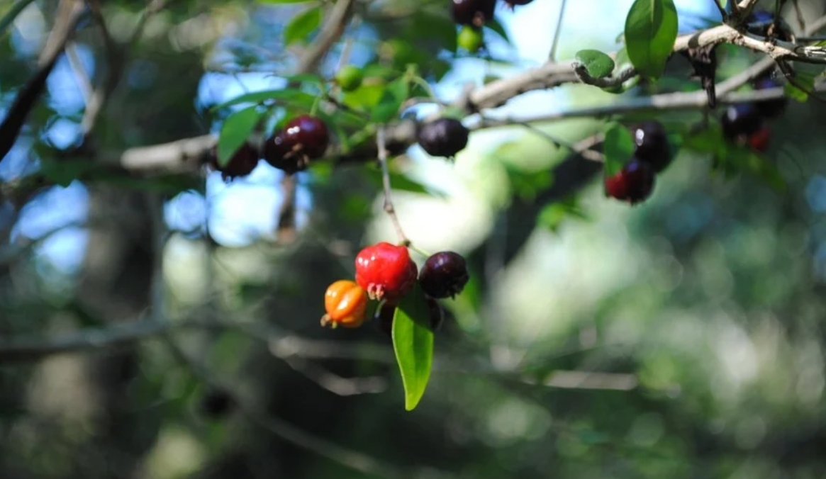 El estudio registró 41 especies de aves frugívoras, 46 especies de plantas con frutos dispersados por aves y más de 200 interacciones ecológicas entre ambas