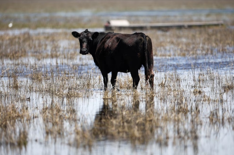 Especialistas recomiendan adaptar la carga animal, reorganizar el pastoreo y reforzar el manejo sanitario ante lluvias extraordinarias. REUTERS/Agustin Marcarian