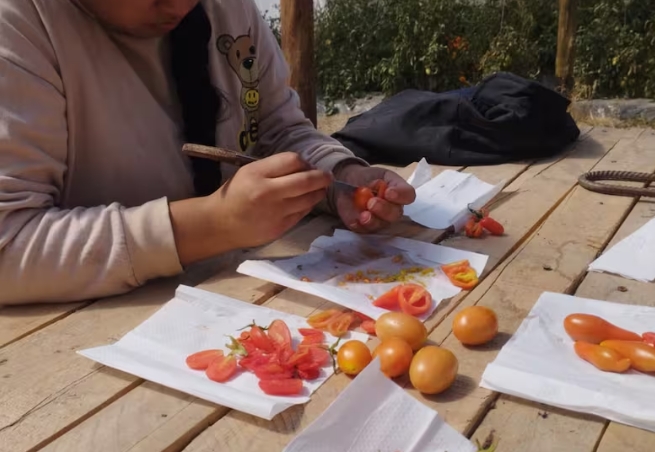Tomate, frutilla y verduras de hoja forman parte de la producción que los estudiantes destinan al consumo y a la elaboración de alimentos