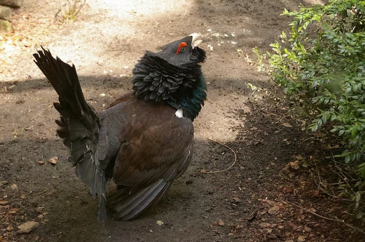 Urogallo cantábrico: menos de 300 ejemplares sobreviven en estado silvestre
