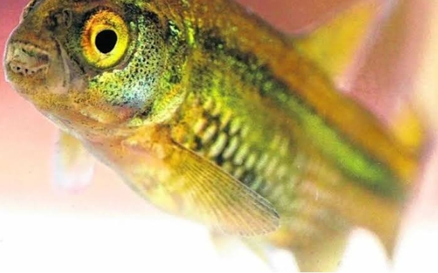 Mojarrita desnuda (Gymnocharacinus bergii), emblema de las especies amenazadas de Río Negro. Foto: weekend