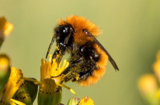 Abejorro mangangá (Bombus dahlbomii). Foto: John Reynolds. Foto: Ladera sur