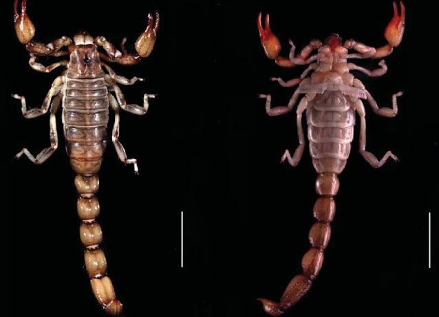 El escorpión Bothriurus nendai (macho) en vista dorsal y ventral. La escala gráfica corresponde a 5 mm. Foto: Ojanguren-Affilastro y García-Mauro