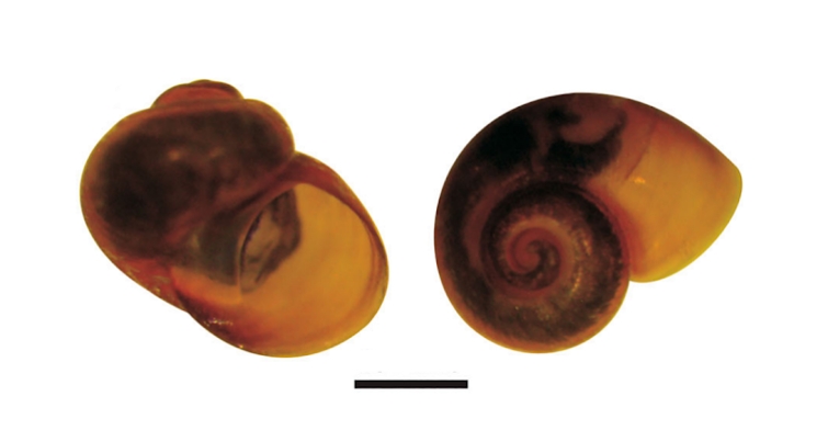 El caracol Potamolithus elenae. La escala gráfica corresponde a medio milímetro. Foto: https://www.tandfonline.com