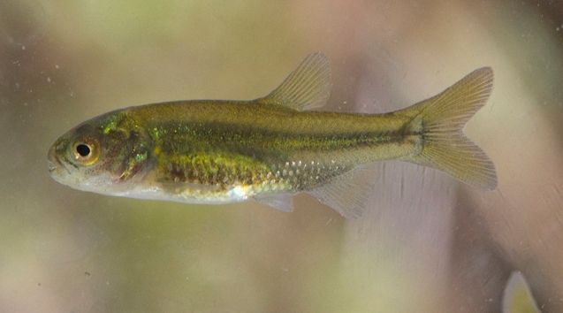 Mojarra desnuda (Gymnocharacinus bergii). Foto: https://www.rionegro.com.ar