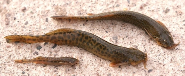 Bagres de los torrentes (Hatcheria macraei). Foto: Julio Monguillot