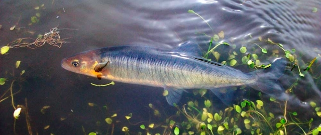 Peladilla listada (Aplochiton zebra). Foto: https://masneuquen.