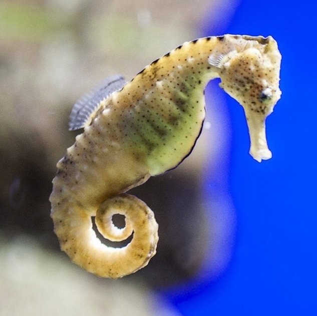 Caballito de mar patagónico (Hippocampus patagonicus)