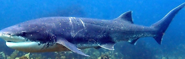 Gatopardo (Notorynchus cepedianus) (Vulnerable, tendencia demográfica decreciente[32]). Foto: https://reeflifesurvey