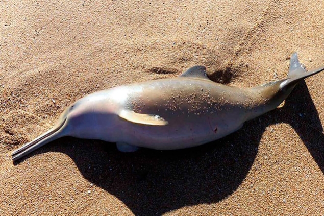 Franciscana (Pontoporia blainvillei) varada en Santa Teresita, provincia de Buenos Aires. Falta una escala, pero los especímenes más grandes de esta especie alcanzan los 177 cm de longitud (es uno de los delfines más pequeños del mundo). Foto: https://www.conclusion