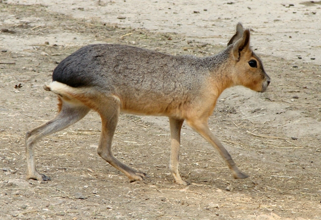 Mara (Dolichotis patagonum). Foto: https://es.wikipedia