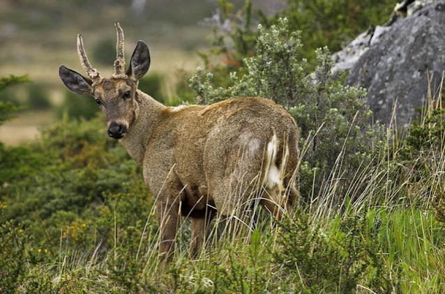 Huemul (Hippocamelus bisulcus). Foto: https://www.ecocamp