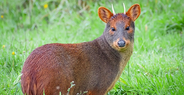 Pudu (Pudu puda). Foto: https://uchile.cl