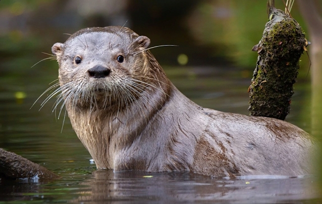 Huillín (Lontra provocax). Foto: https://radiopiuke