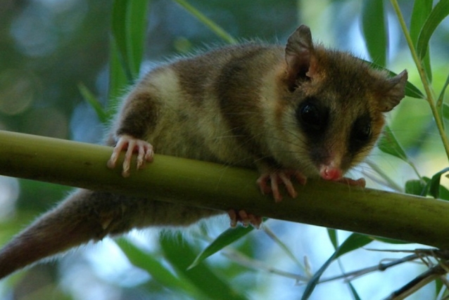 Monito de monte (Dromiciops gliroides). Foto Mariano Rodríguez Cabal. Foto: sib.gob.ar