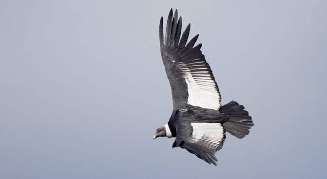 Cóndor andino (Vultur gryphus). Foto: https://www.conicet.