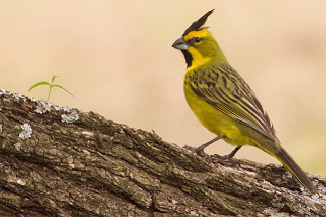 Cardenal amarillo (Gubernatrix cristata). Foto: https://laderasur.com
