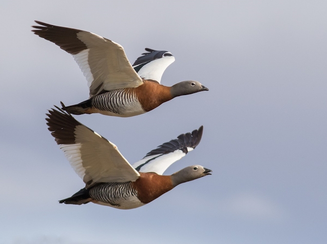 Cauquén real o cabeza gris (Chloephaga poliocephala). Foto: https://birdsoftheworld.org