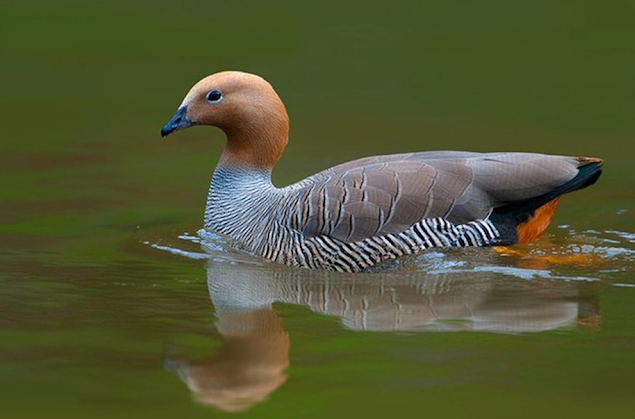 Cauquén colorado (Chloephaga rubidiceps). Foto: https://www.argentina.gob.ar