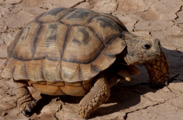 Tortuga terrestre (Chelonoidis chilensis). Foto: Martín Lepez