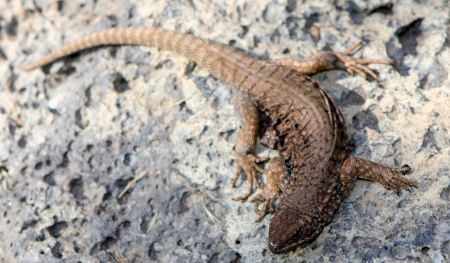 Lagarto cola de piche del Somuncura (Phymaturus somuncurensis). Foto: Julio Monguillot.
