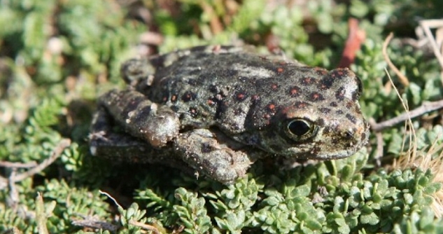 Sapito de Somuncura (Atelognathus reverberii). Foto: https://sib.gob.ar/