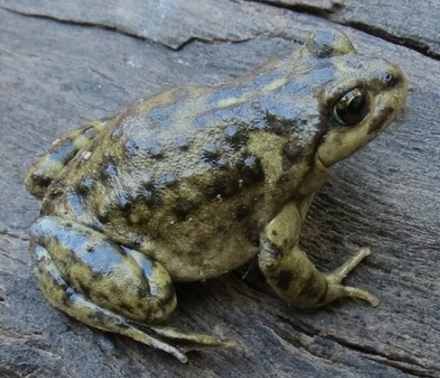 Rana del Challhuaco (Atelognathus nitoi). Foto Hernán Pastore