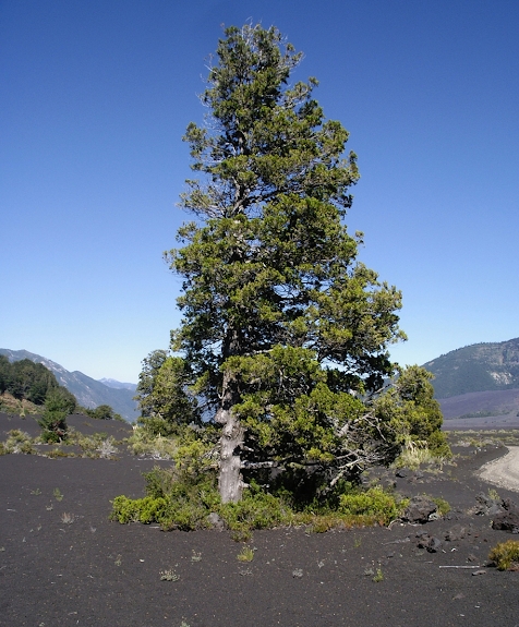 Ciprés de la cordillera (Austrocedrus chilensis). Foto: https://www.inaturalist.org