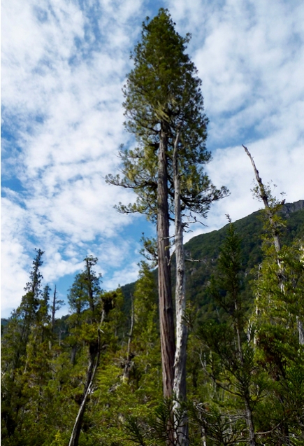 Ciprés de las guaitecas (Pilgerodendron uviferum). Foto: https://botanicalarchive