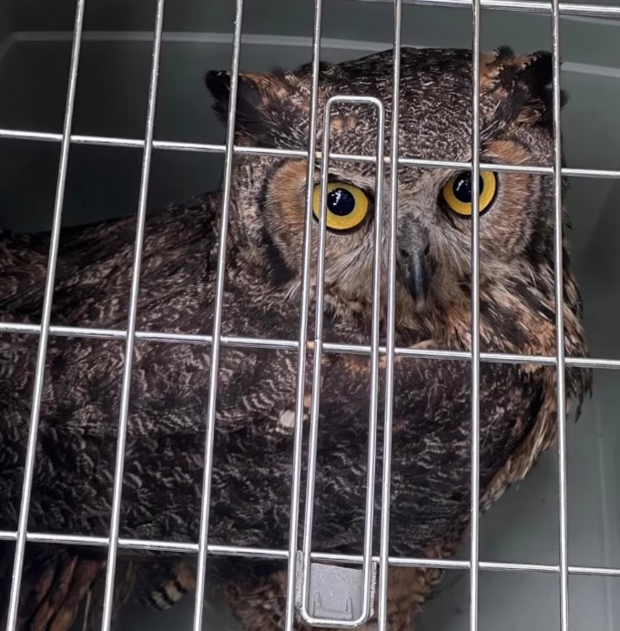 Un búho de grandes ojos amarillos intensos y plumaje moteado oscuro observa desde el interior de una jaula de transporte, probablemente esperando ser trasladado a un refugio de animales para evaluación. (Conap Guatemala)