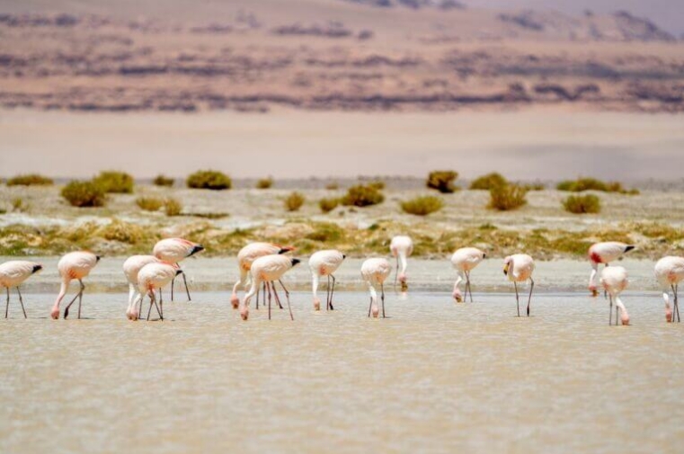 Flamencos en el salar de Tara. Foto: cortesía Rodrigo Maluenda