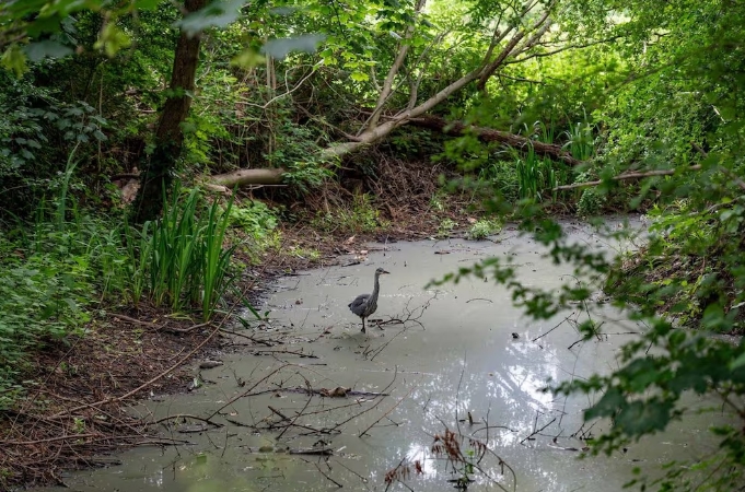 Tras la limpieza, peces, libélulas y otras especies volvieron a aparecer en una zona que estaba al borde del colapso ecológico (Crédito: MyLondon)