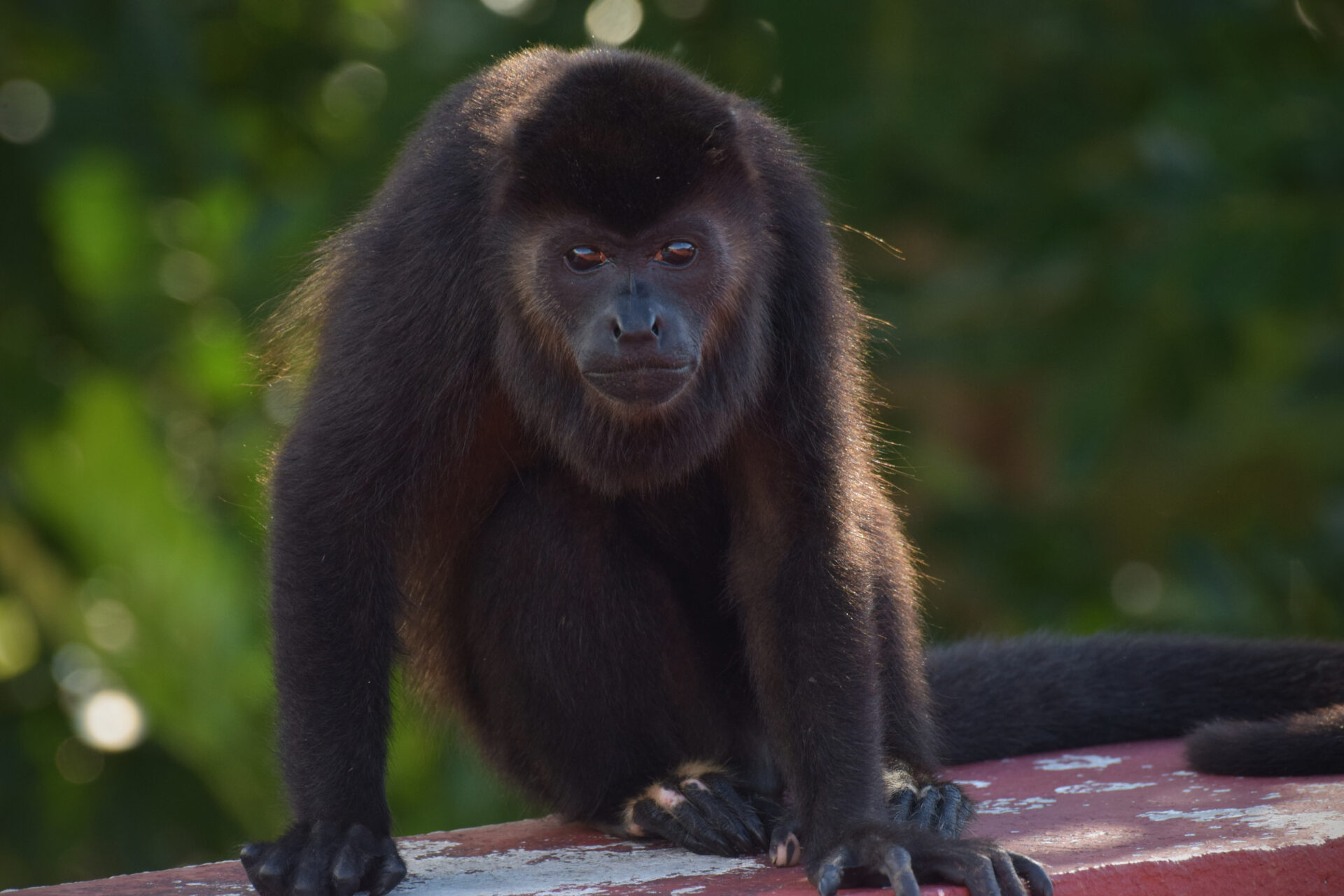 Mono aullador mexicano (Alouatta palliata ssp. mexicana), subespecie expuesta a la contaminación por microplásticos. Créditos: Jorge Ramos Luna