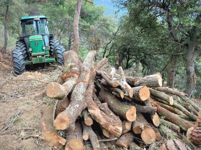 Labores de aprovechamiento forestal. (Jose Luis Gallego)