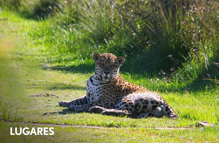Avistaje de Ombú en Iberá Gentileza Mario Martins